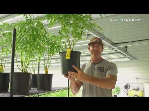 Kentucky starts growing medical marijuana