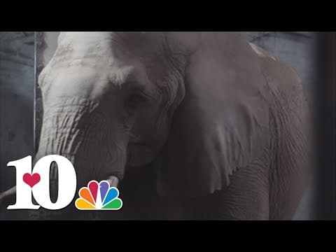 Tonka, Zoo Knoxville's last elephant, heading to The Elephant Sanctuary soon