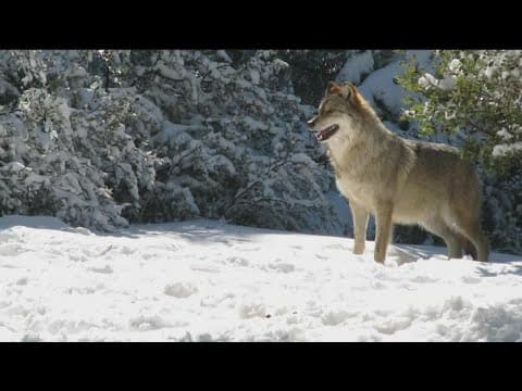 California Wolf Center celebrates 45th Anniversary