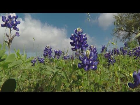 Not seeing a lot of bluebonnets out there this year? There's a reason