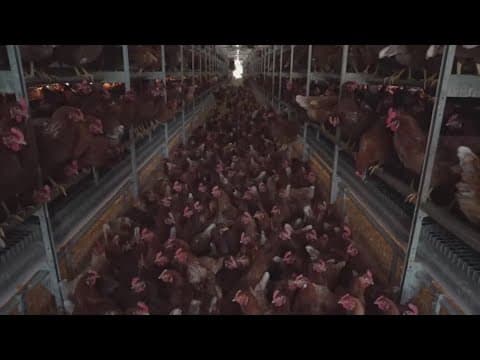 Wholesale egg prices drop