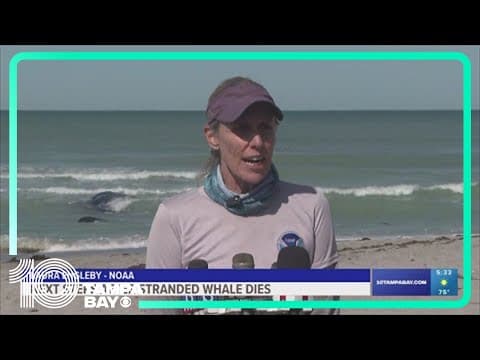 Crews working to find out how a 70,000-pound whale got beached in Venice