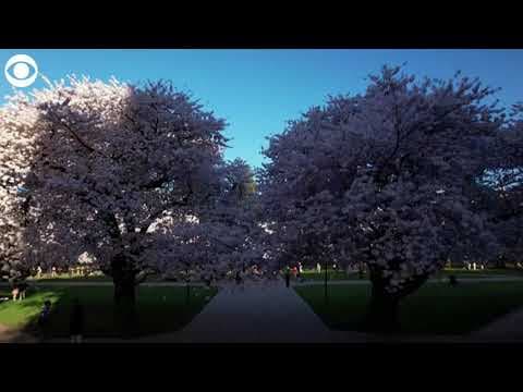 Cherry blossoms in full bloom in Seattle