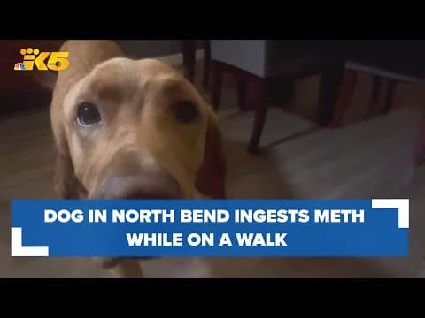Snoqualmie woman shares warning after dog ingested meth while on a walk