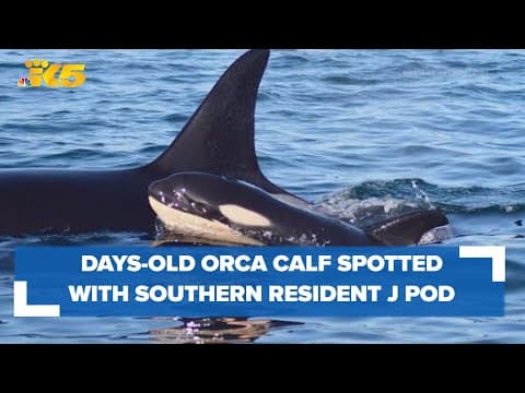 Days-old orca calf spotted with Southern Resident J Pod