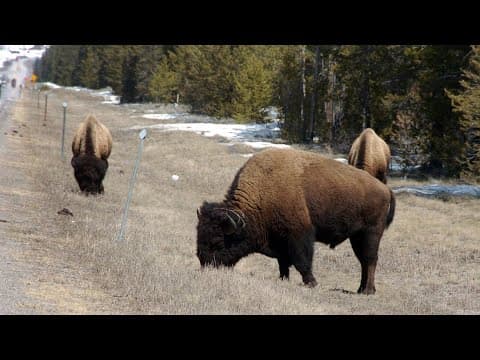 Grove City woman gored by bison at Yellowstone National Park