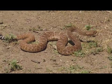 Hot weather brings out rattlesnakes across San Diego