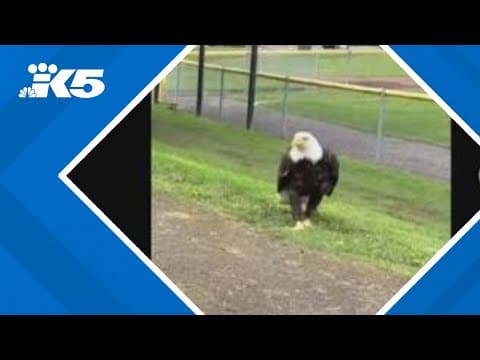 PAWS Wildlife Center releases bald eagle back into the wild