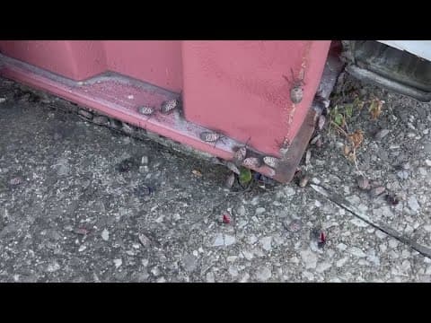 Spotted lanternflies swarming central Ohio, residents and officials say