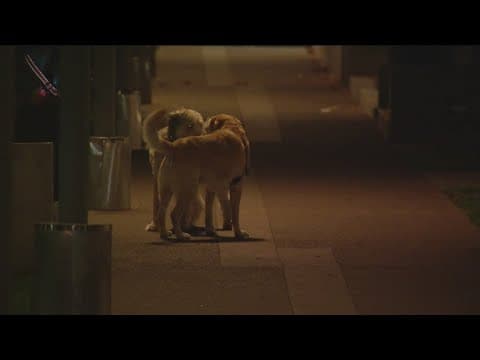 Downtown San Diego dog owners say drug foils pose serious threat to pets