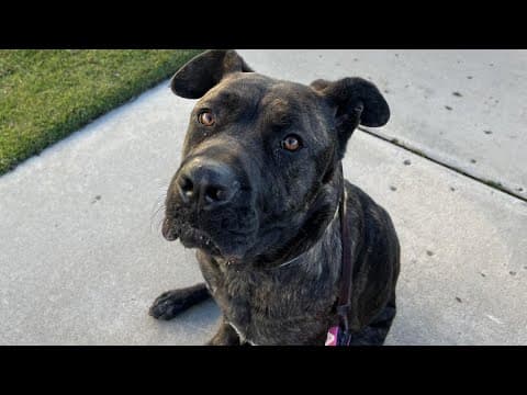 San Diego Humane Society takes in nearly 40 dogs from Pasadena to free shelter space amid wildfires