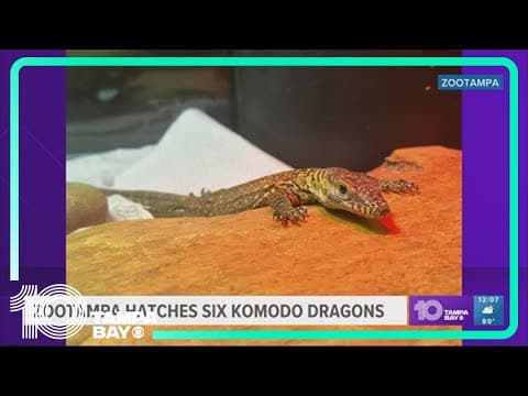 ZooTampa hatches 6 endangered komodo dragons