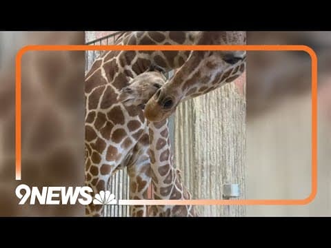 Denver Zoo's giraffe calf has 1st checkup