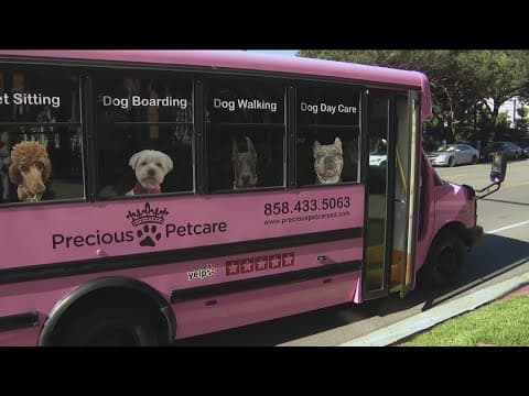 Pink party bus cruises through San Diego offering door-to-door doggy service