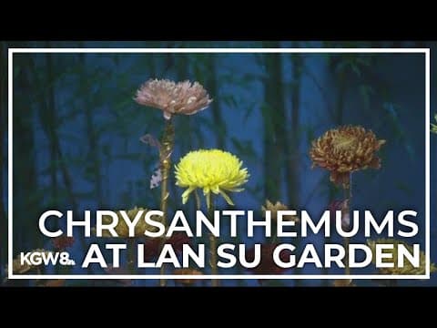 Lan Su Chinese Garden in Portland celebrates the beauty of chrysanthemums
