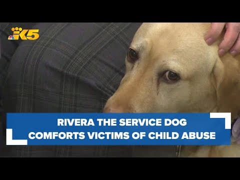 Service dog comforts victims of child abuse in King County