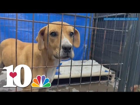 Sevier Animal Care Center 'extremely over capacity,' adoption fees waived until further notice