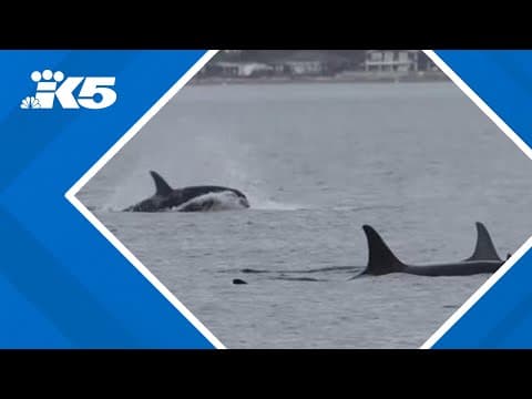 Orca lovers report sightings of L-Pod in Penn Cove, site of whale captures decades ago