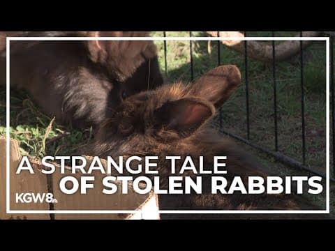 Canby woman says thief stole 20 of her pet rabbits