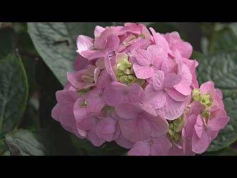 Preparing your garden for the freeze this week