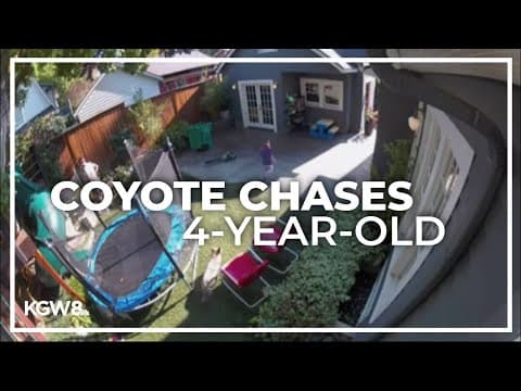 Coyote chases child in Portland backyard