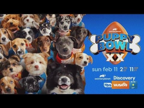 Local puppies compete in Puppy Bowl XX