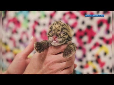 Nashville Zoo welcomes rare clouded leopard