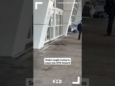 Snake (almost) on a plane?! A serpent tried slithering into Terminal D at DFW Airport! #dfw #dallas