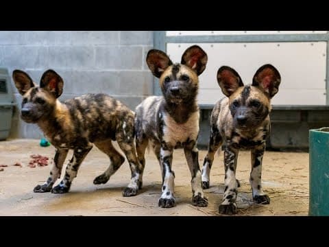 African painted dog pups painting a story of survival at Potawatomi Zoo