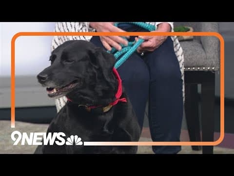 Blinky the black lab needs a forever home