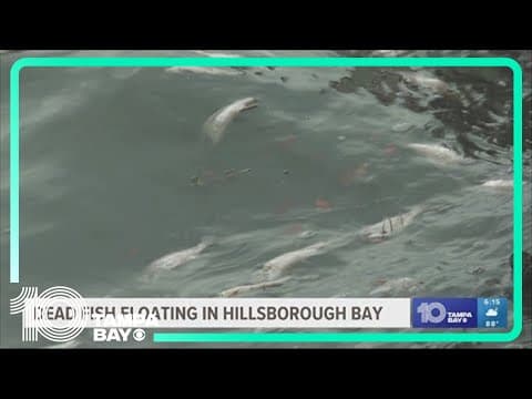 FWC investigating death of hundreds of fish floating in Hillsborough Bay