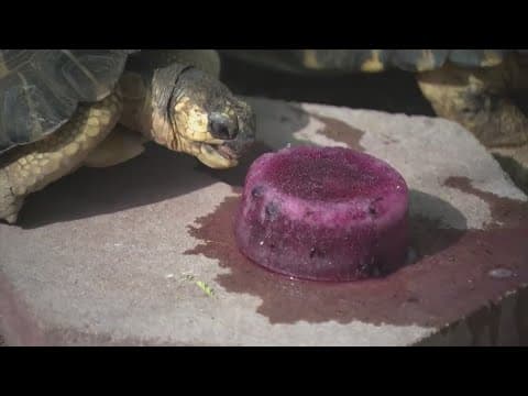 How they're keeping Houston Zoo animals comfortable in the heat