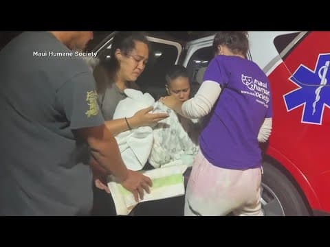 San Diego Humane Society begins rescuing pets in Maui