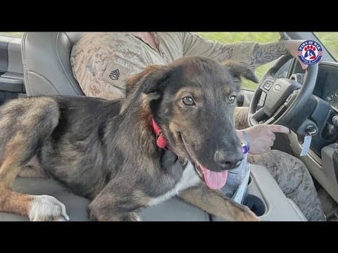 Operation bring 'Romeo' home | San Diego Marines work to rescue puppy