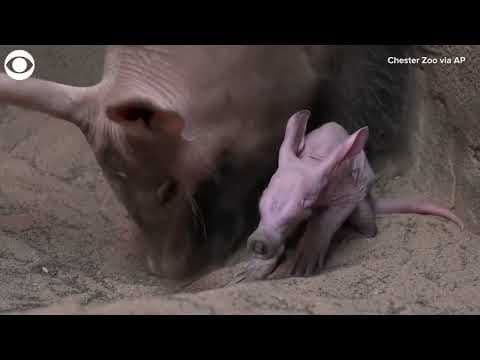 'Dobby' is the first aardvark ever born at the Chester Zoo