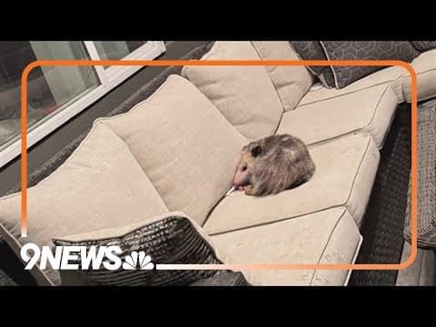 Opossum breaks into home, eats entire cake
