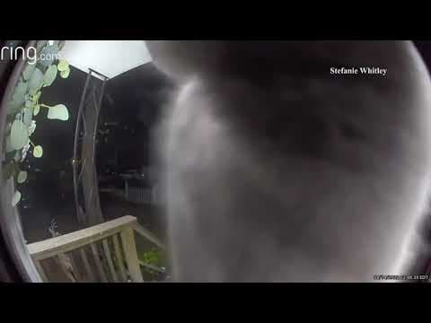 Missing cat rings family's doorbell to be let back in