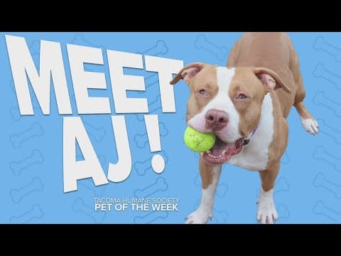 Pet Rescue of the Week: AJ
