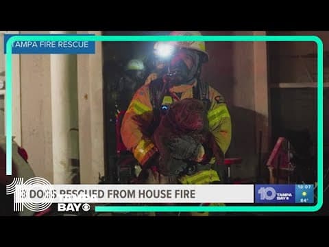 Firefighters rescue 3 dogs from Tampa house fire