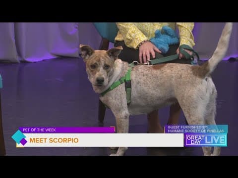 Pet of the Week: let's find Scorpio a new home