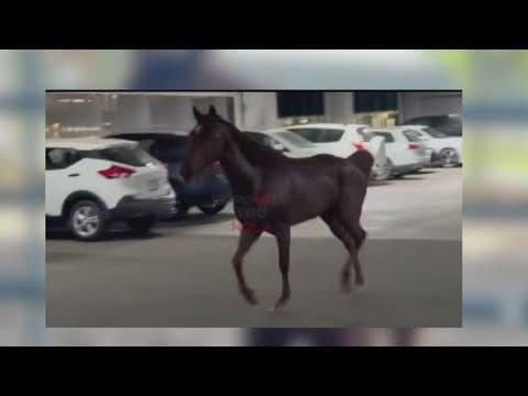 Viral video shows horse on the loose on I-10 in New Orleans