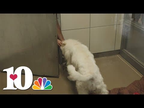 Young-Williams reports long intake line as people find lost animals in Knoxville