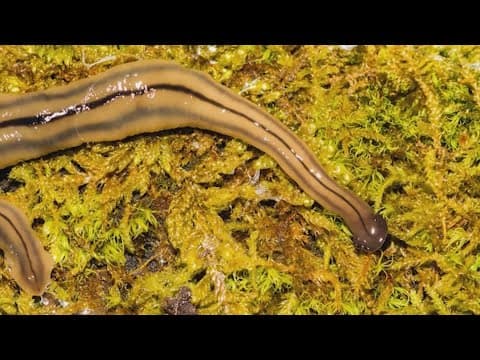 All this rain can bring out the invasive hammerhead flatworm