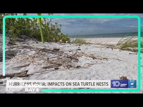 Here's how the sea turtle hatchling population fared after Hurricane Idalia