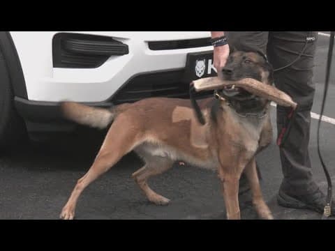 IMPD K-9 officer Ringo returns to work after September stabbing