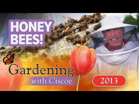 HARVESTING HONEY from a Rooftop Beehive! | Gardening With Ciscoe | Full Episode