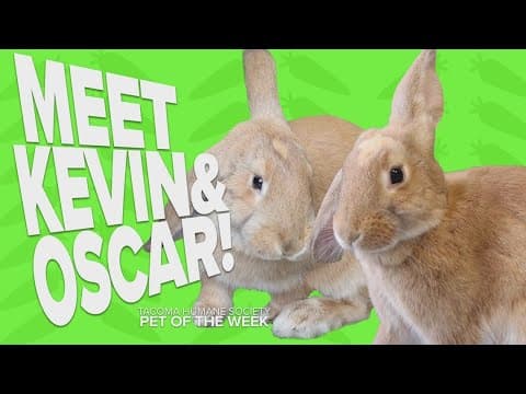 Pet Rescue of the Week: Kevin and Oscar