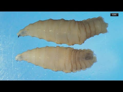 Maryland resident is diagnosed with New World screwworm. What to know about the parasite