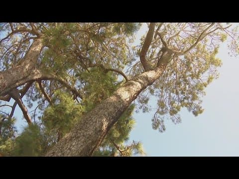 Lawsuit filed to stop removal of five old pine trees in Coronado