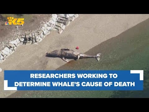 Dead whale washes up on Fox Island